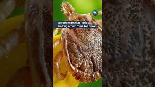 Experts warn that Paris's bedbugs could come to London #itvnews #london Wealth