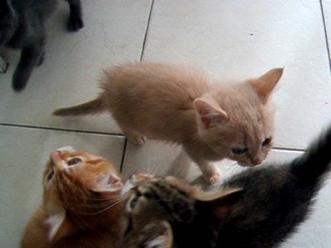 noisy-kittens-waiting-for-dinner!