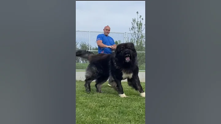 Top 10 DOG Protector Your Home 💀 #pitbull #kangal #rottweiler #germanshepherd #canecorso #facts