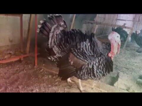 الوزن المناسب لانثى الديك الرومي لوضع البيض