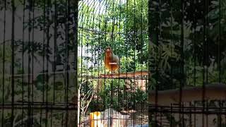 Download Lagu Pancingan Suara Kenari #kenari #shorts #fypシ MP3