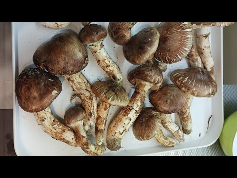 Швеция! Гриб Мацутакэ/Matsutake редкий и дорогой! Сбор, приготовление! Три рецепта!