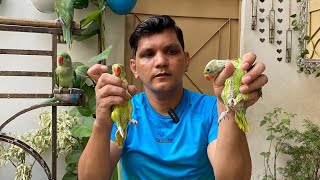 Parrot ULTI (VOMITING) Achanak kyun Start kar dete hain? | PBI Official