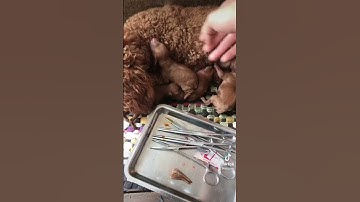 Cắt đuôi cho các bé Poodle