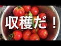 小屋暮らし開拓記21:自給自足への道5
