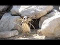 引越しかな? (Nest material thief?)