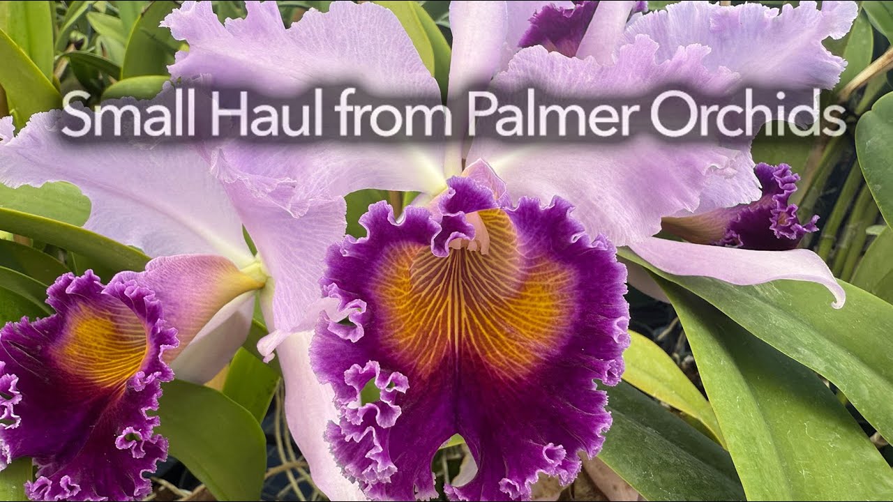 Small Haul from Palmer Orchids