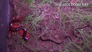 Rết khổng lồ đại chiến với rắn