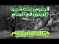 تفسير حلم رؤية الجلوس تحت شجرة الزيتون في المنام 