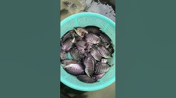 Cá lóc đầu nhím giống. Cá tai tượng giống. 0909770509 #cá_giống #trại_cá_giống_út_me