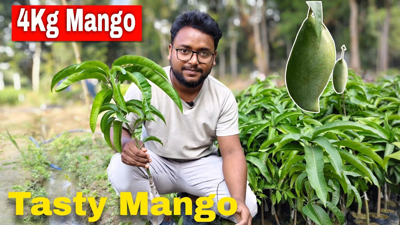 4 Kg Mango Plant | Best Mango Variety Nursery | All India Delivery Available 
