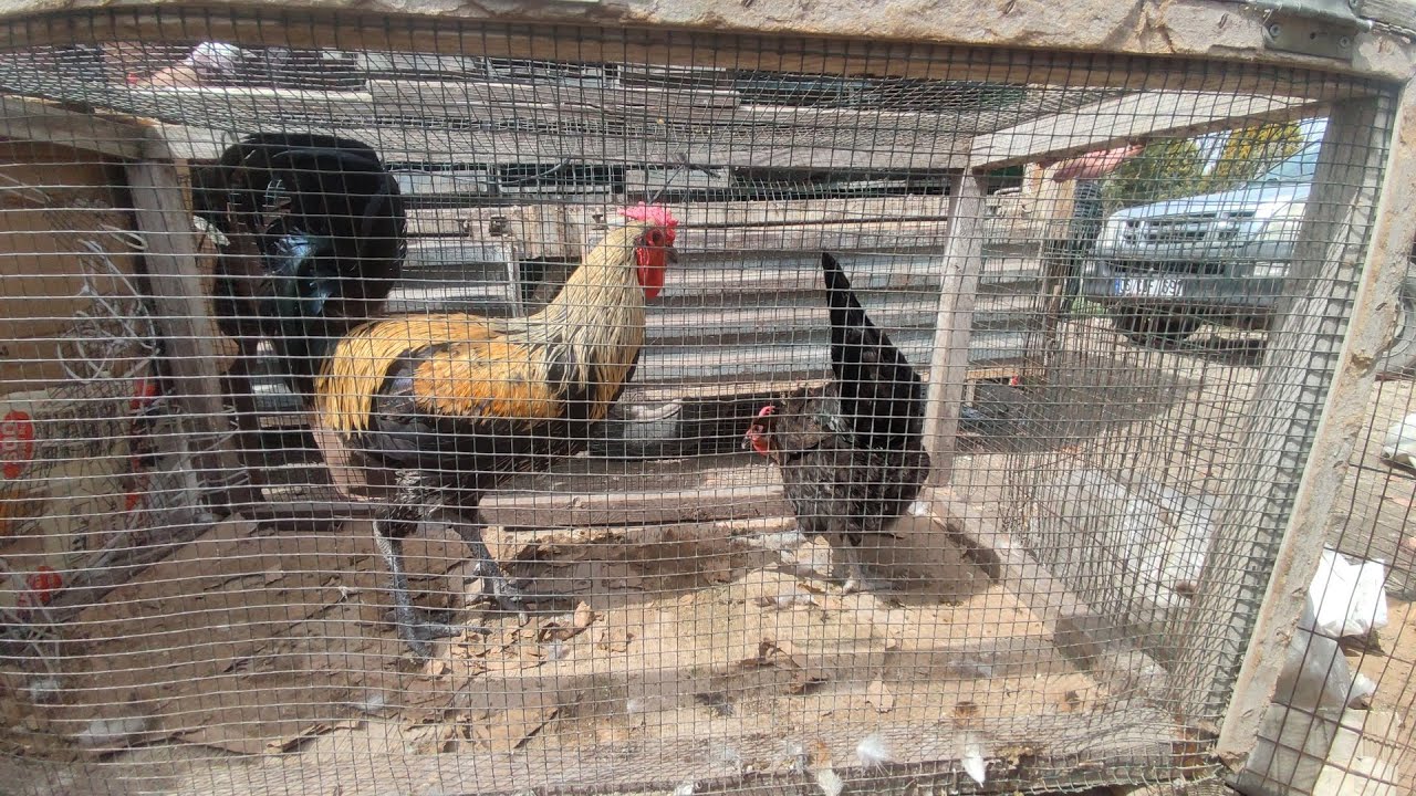 ANKARA ÇUBUK TAVUK PAZARI 🐔 28.03.2024