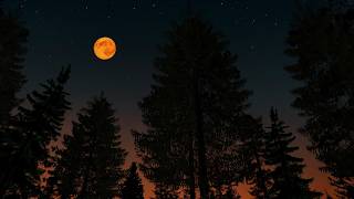 Night Ambience ASMR Twilight Forest🌲🌙 Dusk Ambience Cricket Sound Chirping for Relaxation and Sleep