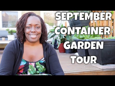 Videó: Fordhook sárgadinnye információ – Fordhook görögdinnye termesztése a kertben