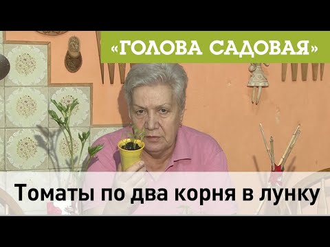 Голова садовая - Томаты по два корня в лунку