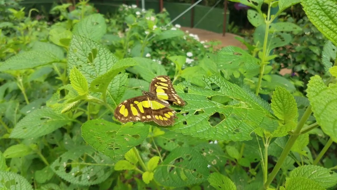 Butterfly Wonderland Conservatory Tour