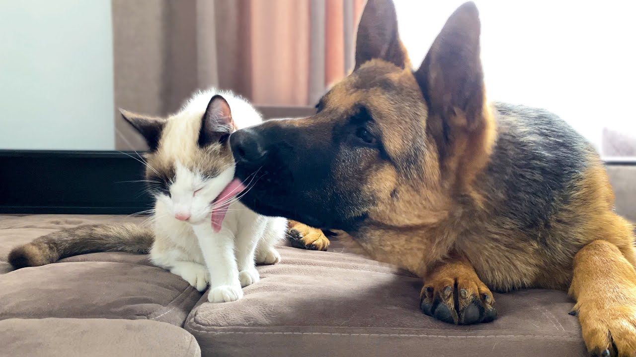 can german shepherds be good with cats