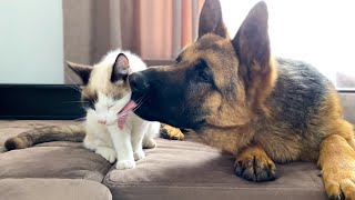 What a German Shepherd thinks a friendship with a Kitten should look like!
