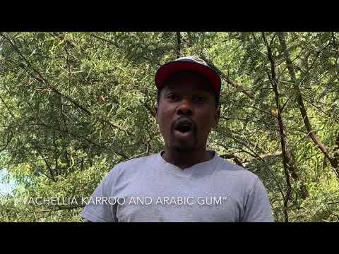Video: Acacia Karroo Trees - Impormasyon Tungkol sa Acacia Sweet Thorn Plants
