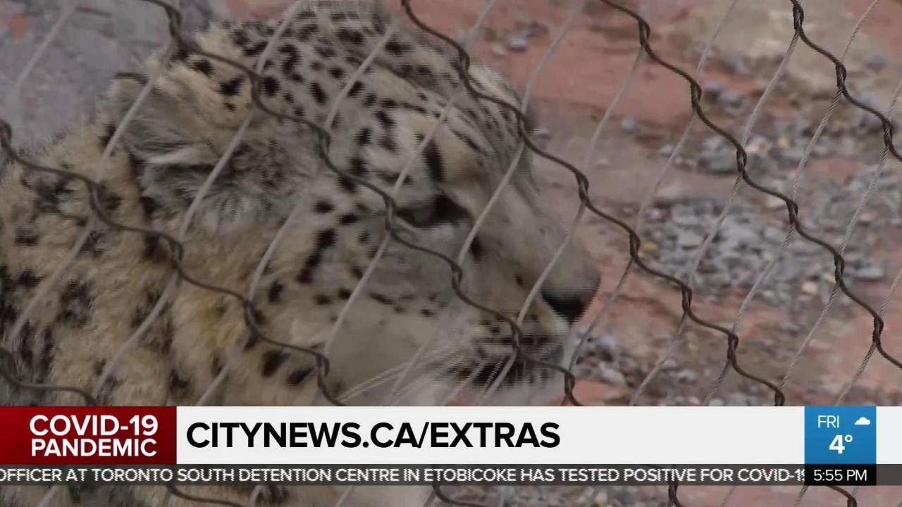 Zoo keeping animals active