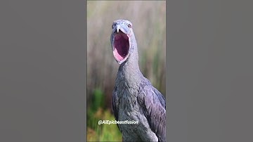 Before & After Animals Growing Up. Amazing Animal Transformation #short #tiktok #animals # viral