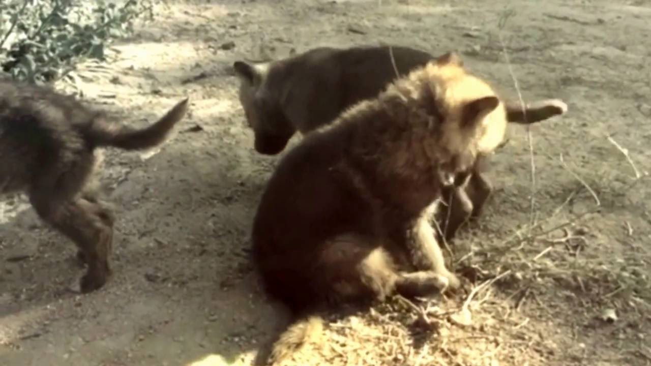 youtube capture frame Cachorros perro lobo checoslovaco