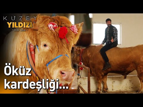 Öküz Kardeşliği...🤣🐂- Kuzey Yıldızı İlk Aşk