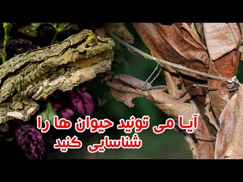 این حیوان‌ها استاد استتار هستند