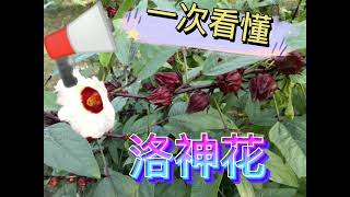 [洛神花種植]成功率200%的洛神花種植+超簡單的洛神花蜜餞茶 ... 