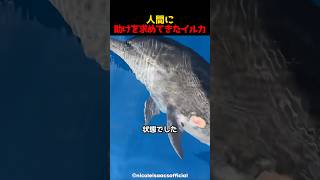 人間に助けを求めてきたイルカ