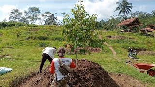 PERAWATAN TANAMAN DURIAN DI PERKEBUNAN DURIAN JM BURUJULAN