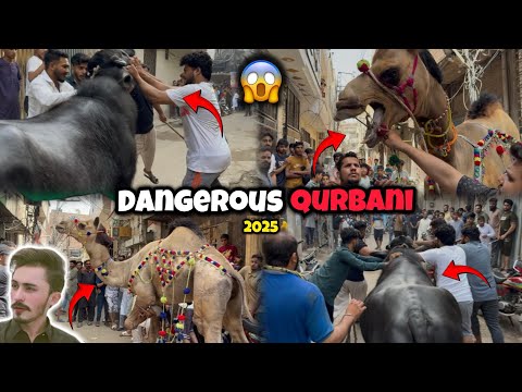Dangerous Bull Qurbani Dangerous Camel Qurbani 2025 