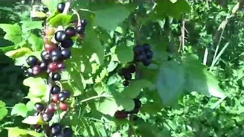 Черная смородина в тени - хороший урожай