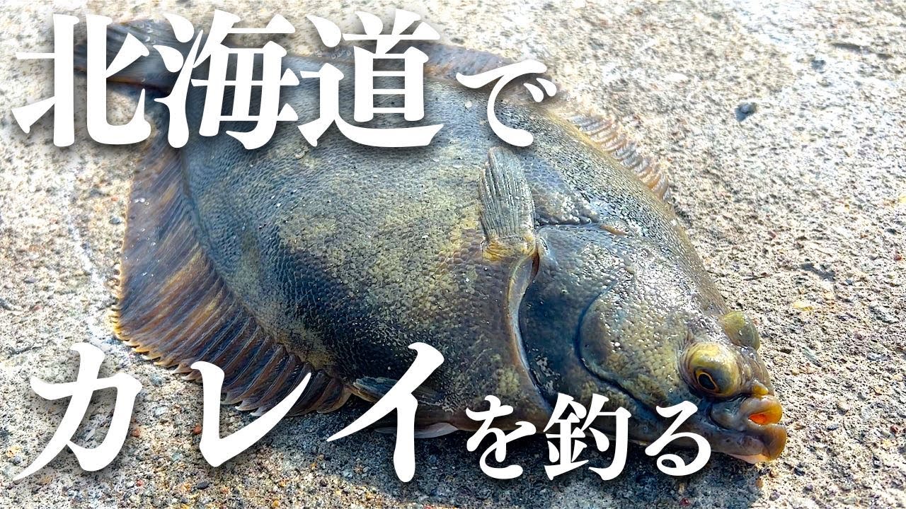 【北海道釣り】まるで船釣り！陸っぱりからカレイが釣れすぎる場所がありました。