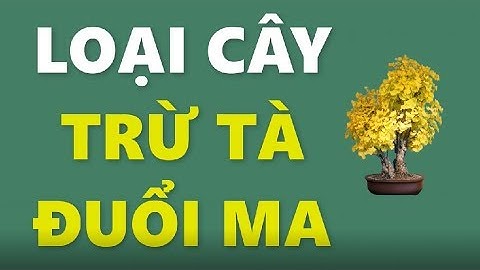 8 Loại cây trừ tà đuổi ma nên trồng ngay trong nhà để mang tài vận phúc khí cho cả gia đình
