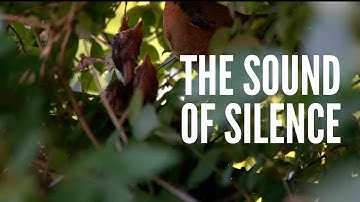 The Sound of Silence: Noise Pollution in a Developing World