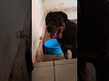 #usa #mexico #rancheras #corridos #pop #pets #puppy #love #rottweiler #dog