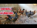 Denizli Kümesim Denizli Horozlarım