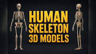 Human Skeleton Anatomy Explained: 3D Model and Bone Structure