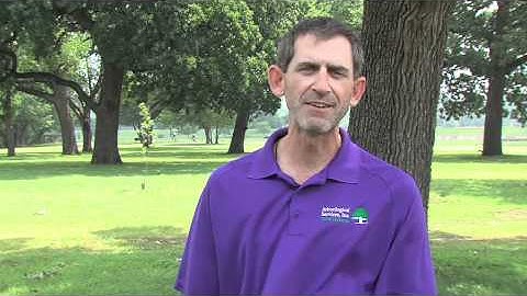 Bryan White: Will Web Worms Kill My Tree?