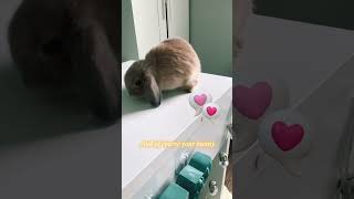 How to teach your bunny to jump on command!💕