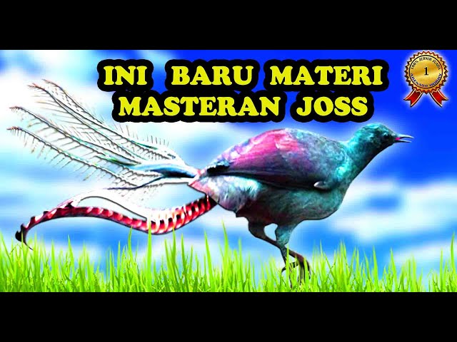 Masteran Burung Full Isian Nembak MANTEPP Materi Mewah class=