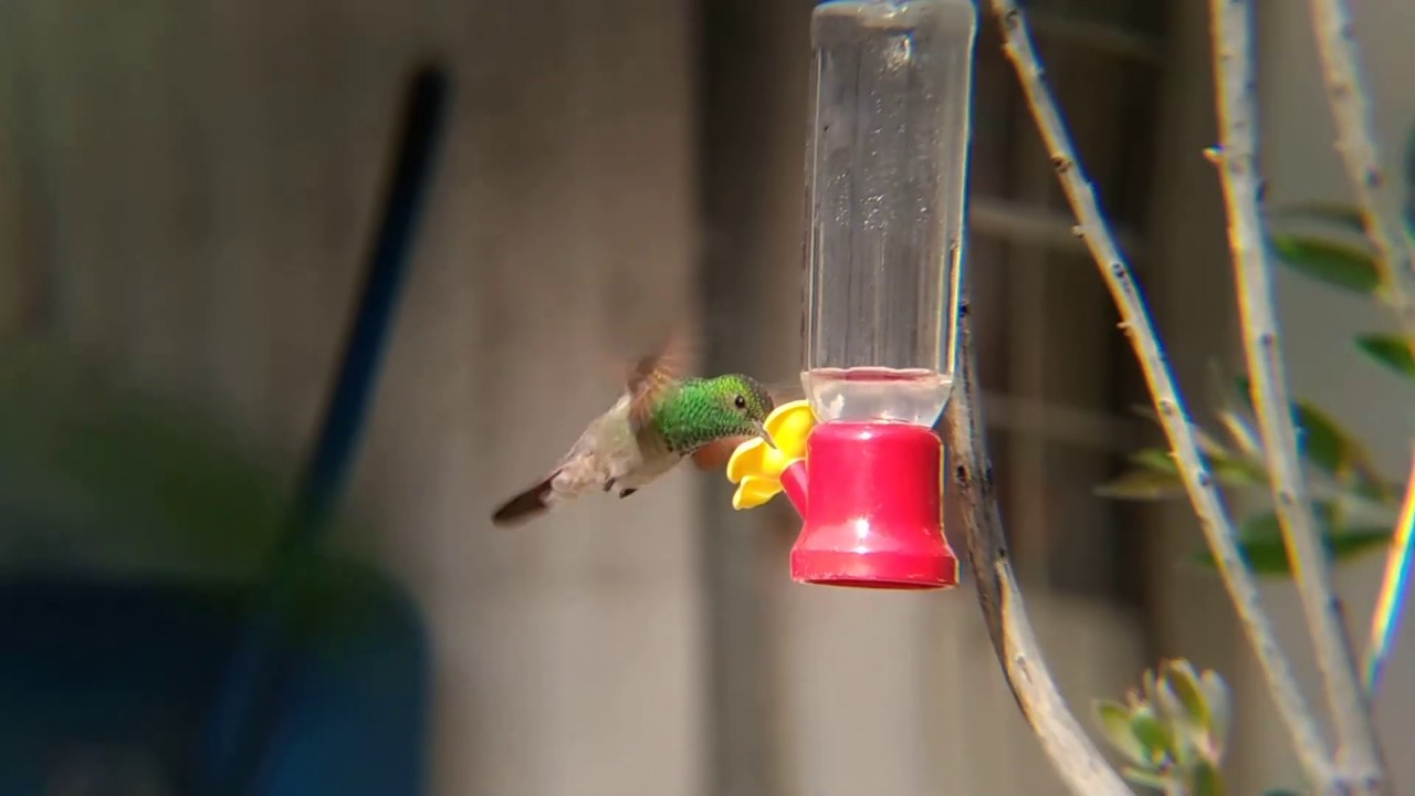 colibrí berilo 2, amazilia beryllina, berylline hummingbird 