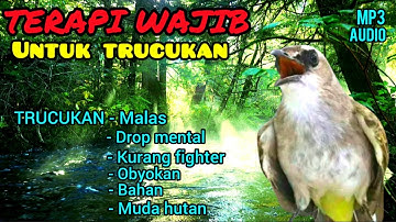 TERAPI TRUCUKAN MACET BUNYI, SEKALI PUTAR AUTO GACOR & ROPEL, SUARA TRUCUKAN PEMBANGKIT MENTAL DROP.