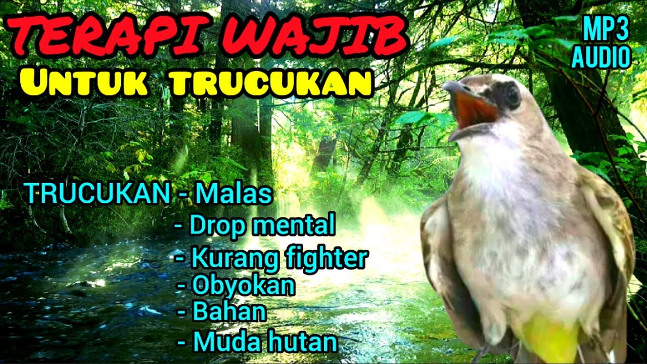 TERAPI TRUCUKAN MACET BUNYI, SEKALI PUTAR AUTO GACOR & ROPEL, SUARA TRUCUKAN PEMBANGKIT MENTAL DROP.