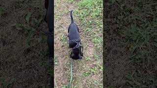 Staffordshire Bull Terriers First Walk With New Leash