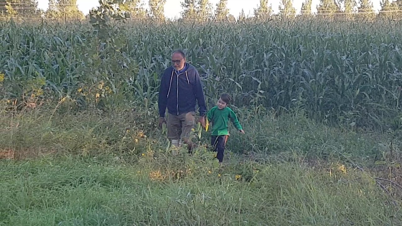 Cornfields wwv California 2017 YouTube