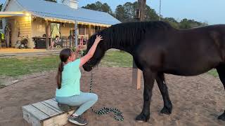 “Halter From a Sit” Challenge