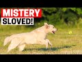 Golden Retriever&#39;s Obsession for Chasing a Ball - SOLVED