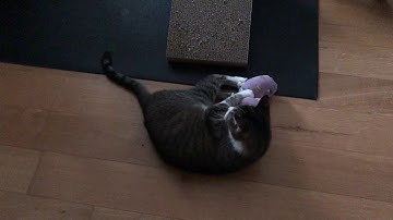 Nigel x Catnip Sock